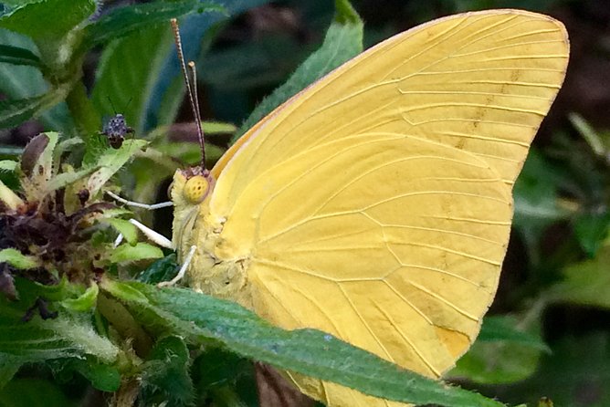 The Maui Butterfly Farm Tour - The conservation message behind the visit