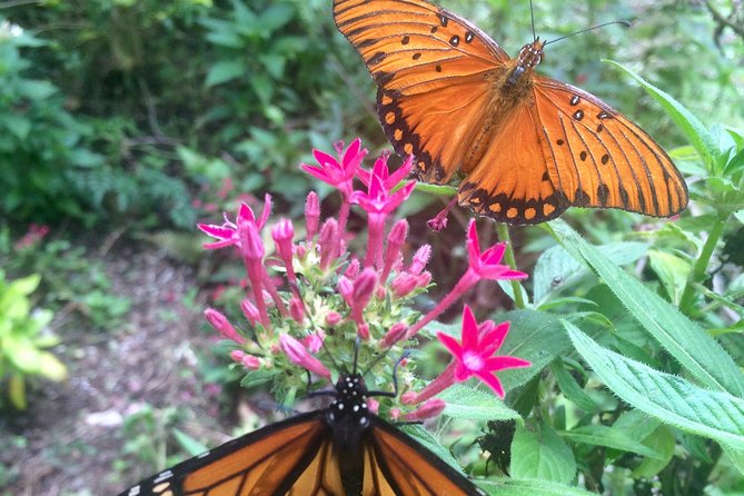 The Maui Butterfly Farm Tour - Best for families, couples, and curious adults