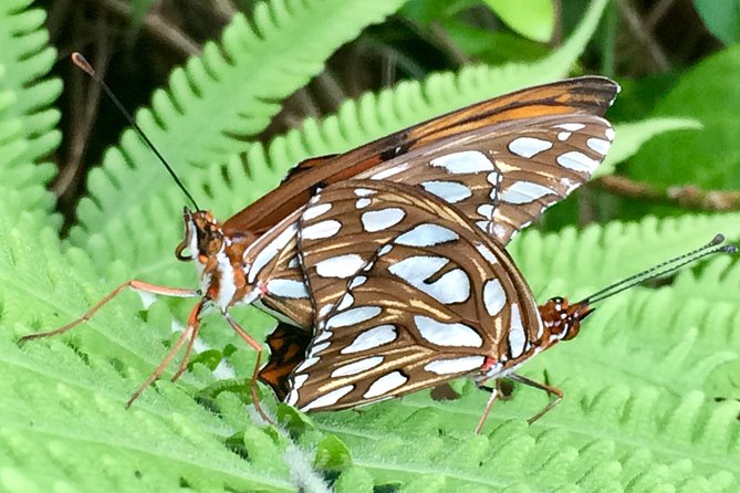 The Maui Butterfly Farm Tour - Arriving at the Lahaina-area farm