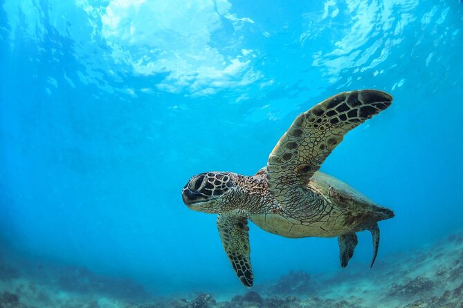 Turtle Reef Kayak Tour of Makena, Maui - Makena Bay, Haleakala, and Turtle Town