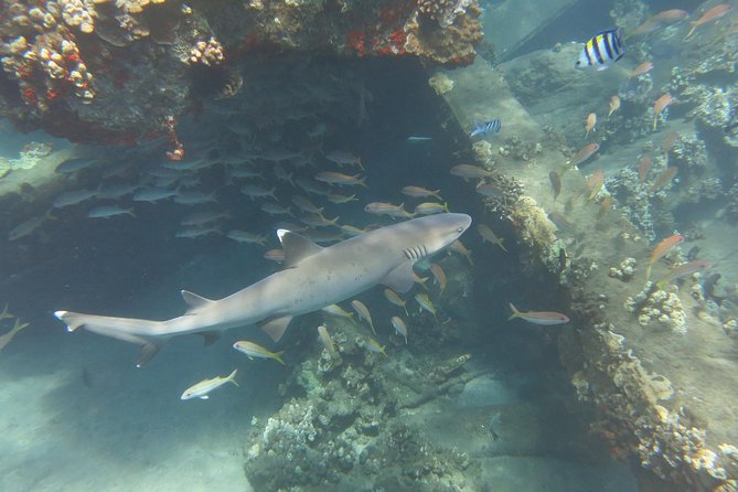 Turtle & Shark Scuba Dive in Lahaina: Certified - The value of having your own instructor