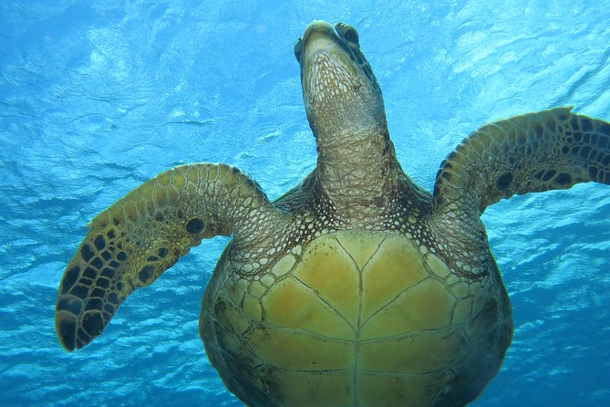 Turtle & Shark Scuba Dive in Lahaina: Certified - Equipment, water, and what to bring
