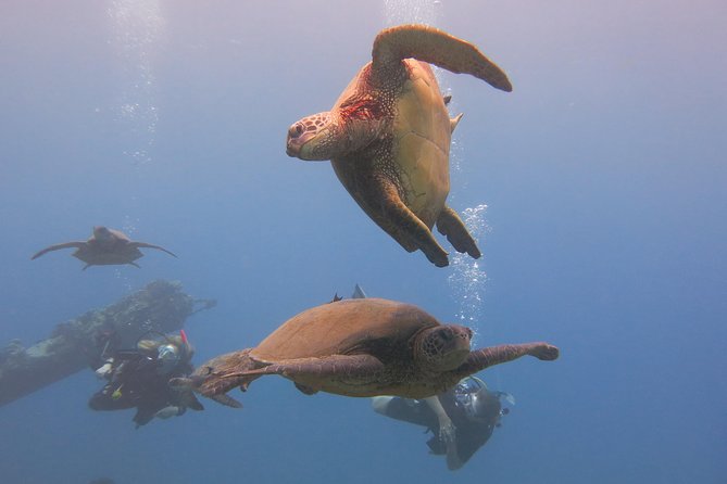 Turtle & Shark Scuba Dive in Lahaina: Certified - Is $259 a fair price?
