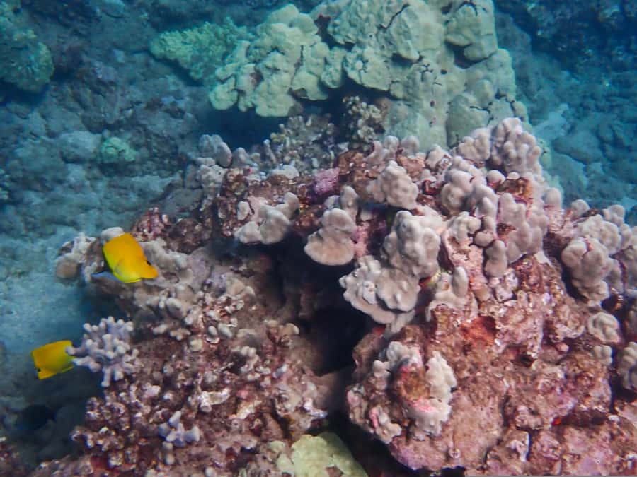 Turtle Town Clear Kayak & Snorkel Tour (8am-11am) - An 8 a.m. start built around honu