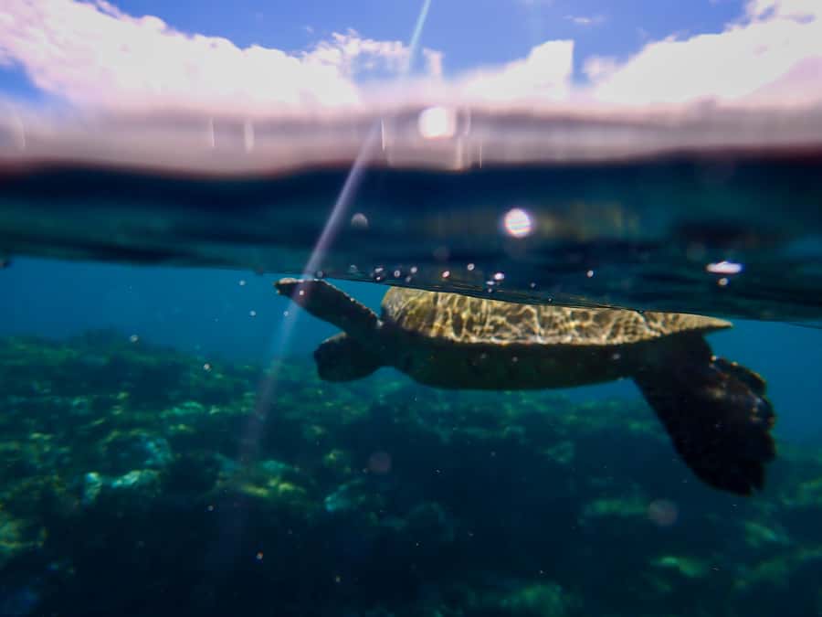 Turtle Town Clear Kayak & Snorkel Tour (8am-11am) - Snorkeling the volcanic reefs