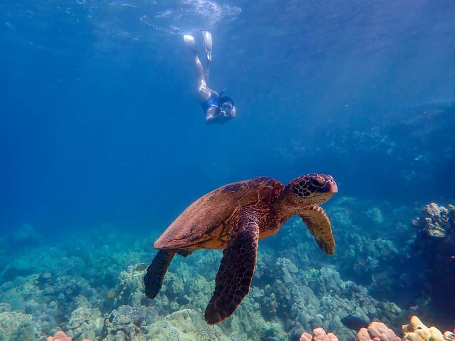Turtle Town Clear Kayak & Snorkel Tour (8am-11am) - The photo benefit and the dry box