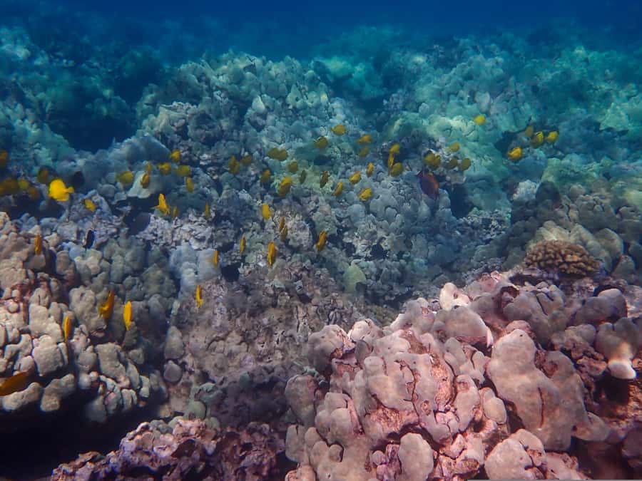 Turtle Town Clear Kayak & Snorkel Tour (8am-11am) - A realistic morning schedule