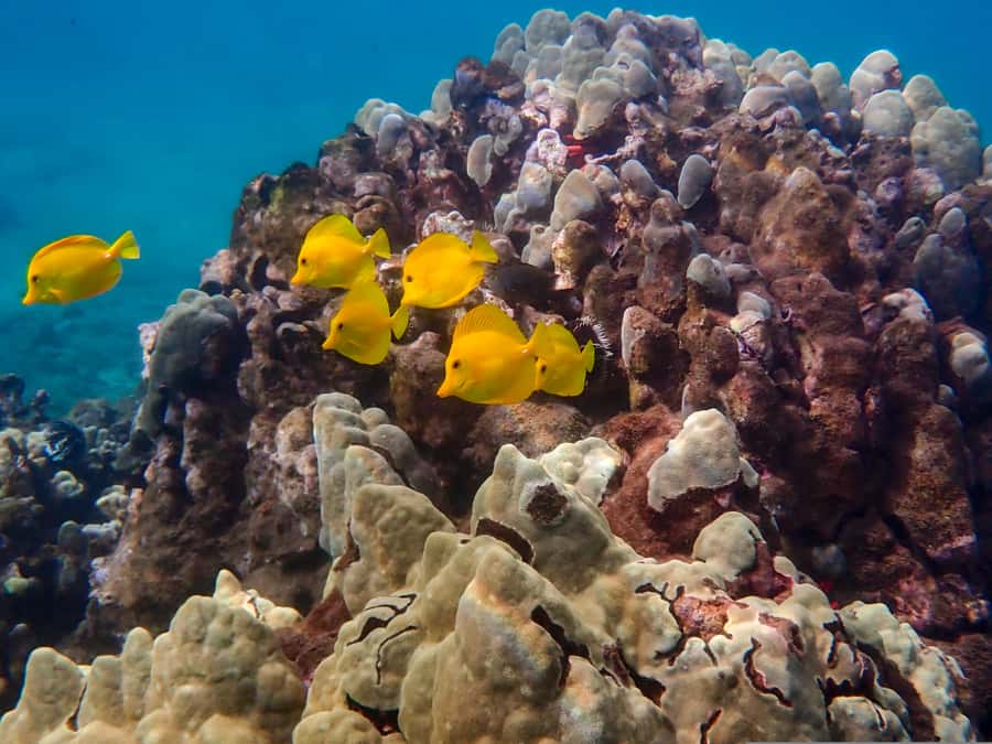 Turtle Town Clear Kayak & Snorkel Tour (8am-11am) - Safety, comfort, and preparation