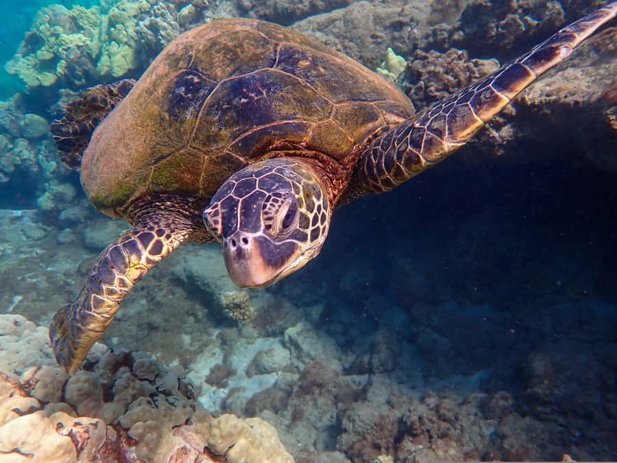 Turtle Town Clear Kayak & Snorkel Tour (8am-11am) - Turtle Town reef: the payoff beneath the surface