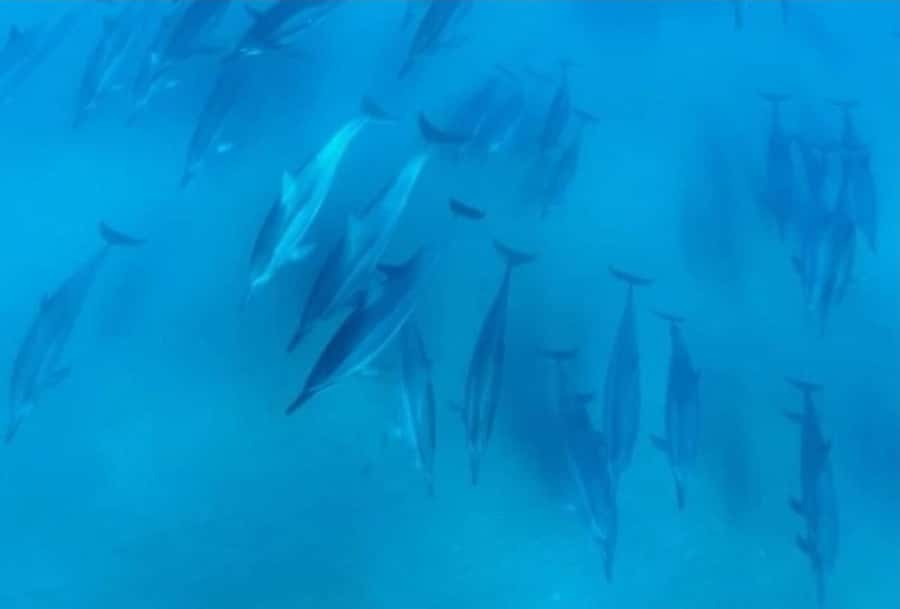 Turtle Town, Makena; Clear Bottom Kayak and Snorkel Tour - One hour among turtles and reef fish