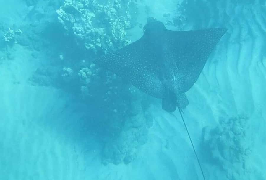 Turtle Town, Makena; Clear Bottom Kayak and Snorkel Tour - What $130 includes, and what it does not