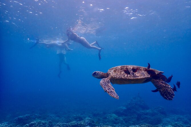 Turtle Town Snorkel with Free Photo and Video - Beginners - Why Maluaka Beach is a good place to look for turtles