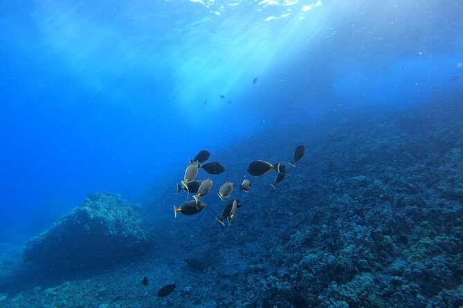 Turtle Town Snorkel with Free Photo and Video - Beginners - Turtles, reef fish, and the chance of something unexpected