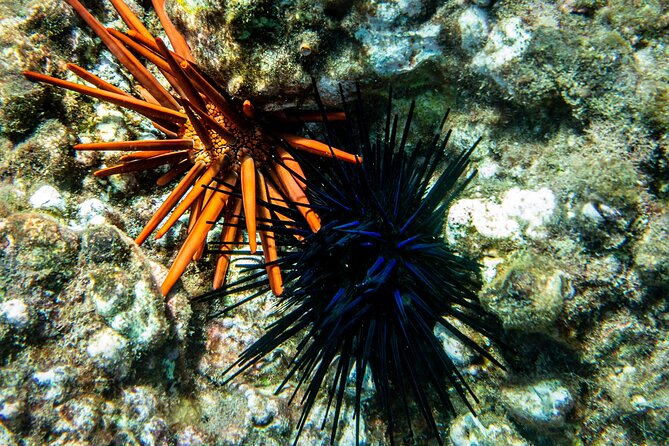 Turtle Town Snorkel with Free Photo and Video - Beginners - Included photos are a real part of the value
