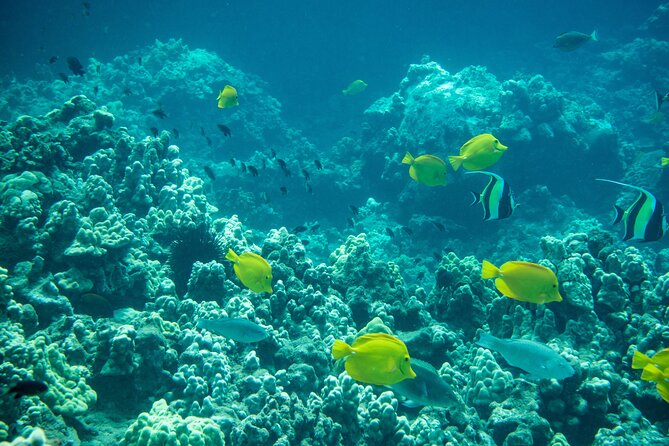 Turtle Town Snorkel with Free Photo and Video - Beginners - Gear, safety, and physical demands