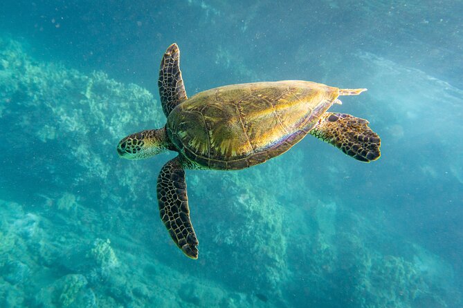 Turtle Town Snorkel with Free Photo and Video - Beginners - Why the small group matters