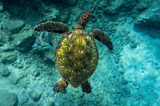 Turtle Town Snorkel with Free Photo and Video - Beginners - Price, timing, and who gets the best value