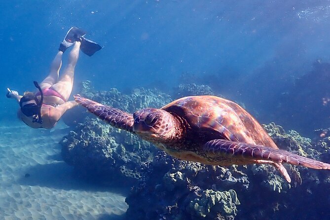 Turtle Town Snorkel with Free Photo and Video - Beginners - What the 90-minute outing actually feels like