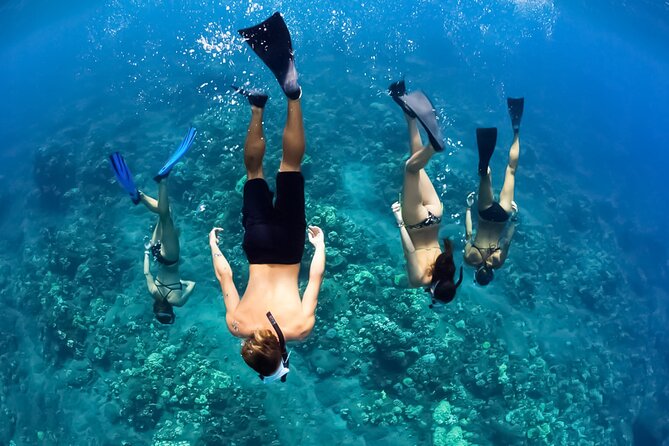 Turtles & Tacos Luxury Catamaran Snorkel - Snorkeling with turtles and tropical fish