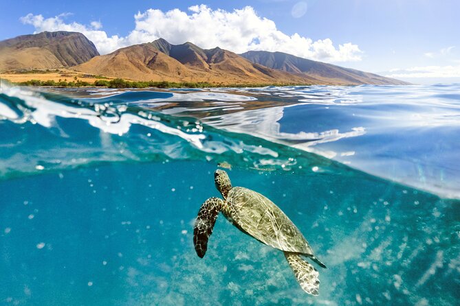 Turtles & Tacos Luxury Catamaran Snorkel - A boat ride built for comfort
