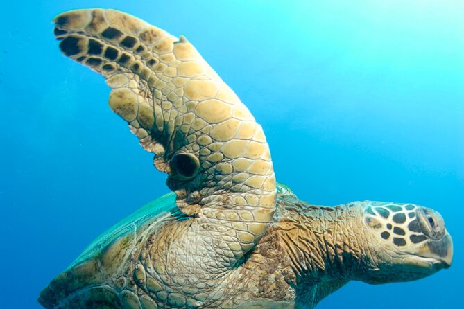 Two Site Snorkeling Adventure featuring the Molokini Crater - Is $174 a fair price for three hours?