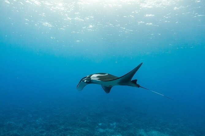 Two Stop Snorkel Adventure from Maui - The second stop brings turtles and variety