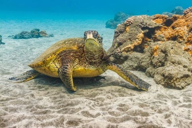 Two Stop Snorkel Adventure from Maui - A boat group of up to 90 changes the feel