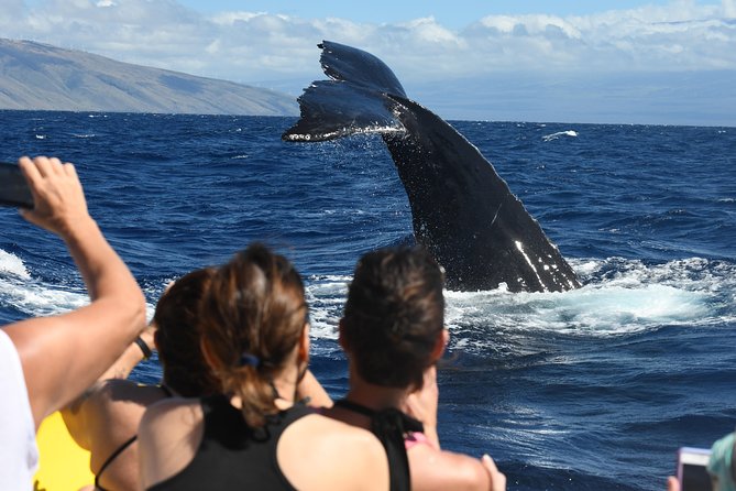 Ultimate 3.5 hour Whale Watch & Snorkel - Key things to know before booking