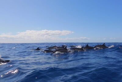 Ultimate 4 Hour Lanai Snorkel and Dolphin Encounter
