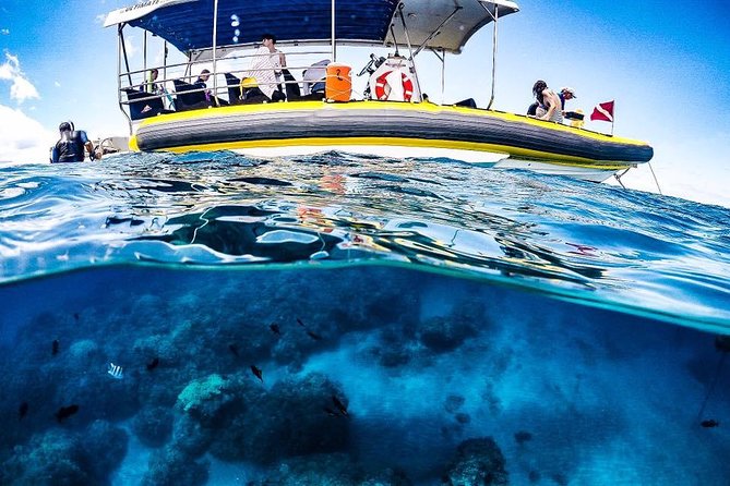 Ultimate 4 Hour Lanai Snorkel and Dolphin Encounter - What is included for $175
