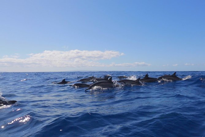 Ultimate 4 Hour Lanai Snorkel and Dolphin Encounter - The ride toward Lanai and the dolphin watch