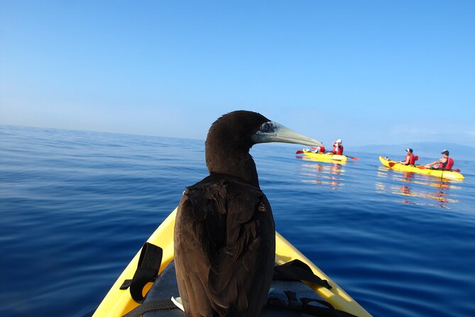Ultimate Maui Kayak Snorkel Experience - Learning to paddle before you reach the reef