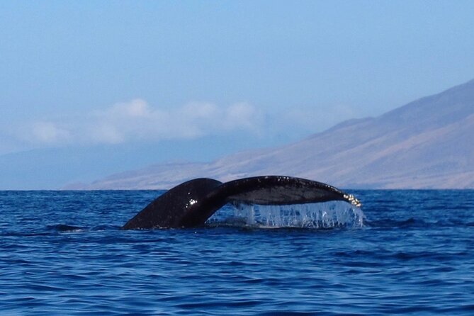 Ultimate Maui Whale Watch Snorkel Tour - What the Extra Hour Gives You
