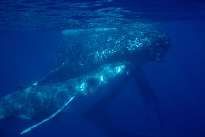 Ultimate Maui Whale Watch Snorkel Tour - Whales and Dolphins Add an Uncertain Bonus