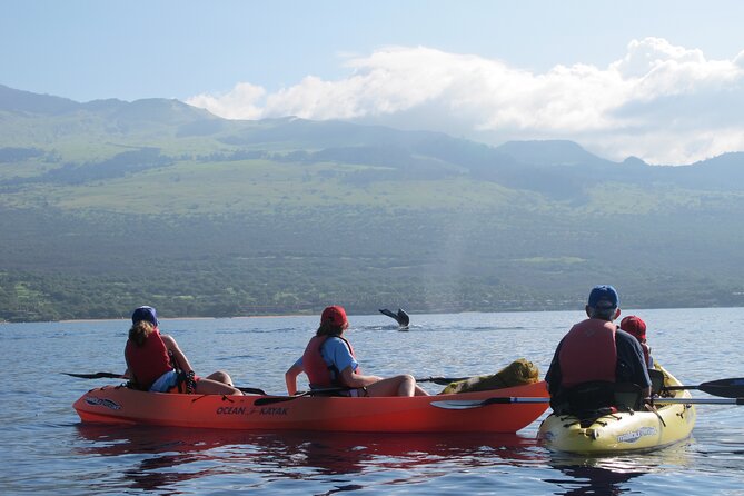 Ultimate Maui Whale Watch Snorkel Tour - A Guide Who Adds More Than Directions