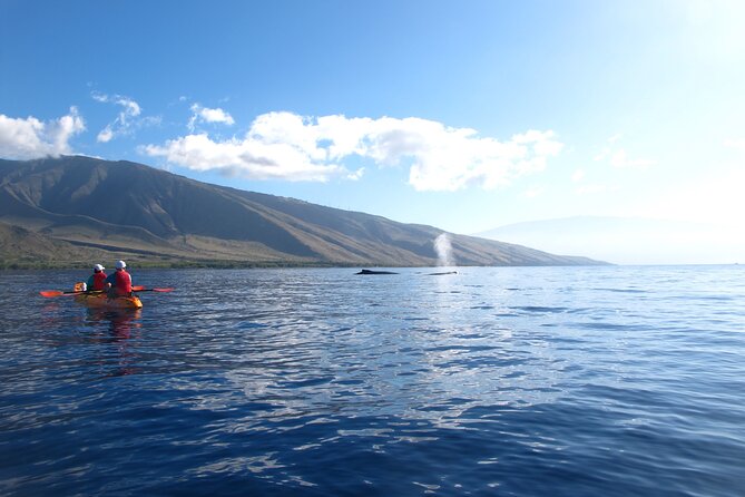 Ultimate Maui Whale Watch Snorkel Tour - Small Group, Included Equipment, and Simple Refreshments
