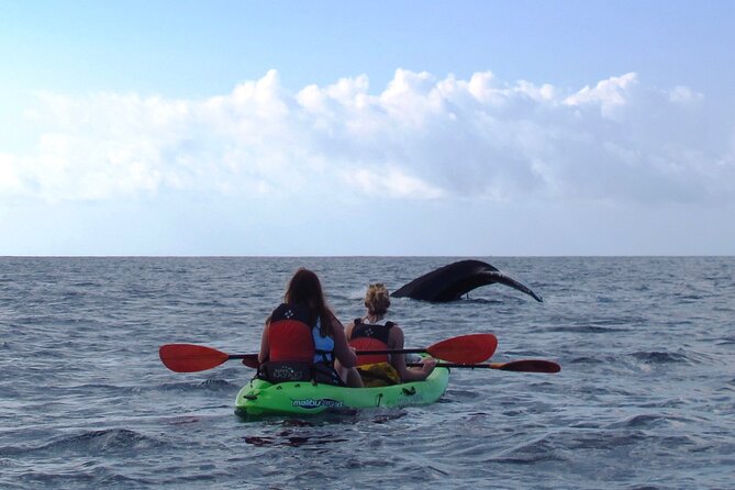 Ultimate Maui Whale Watch Snorkel Tour - Timing, Meeting Point, and Weather Rules
