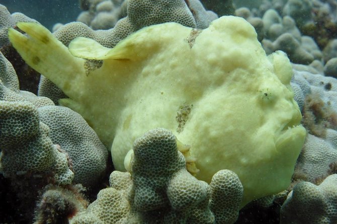 Underwater Scooter Dive (Certified Divers Only) Makena Wailea - The $175 price and what it covers