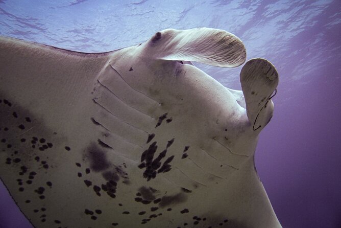 Underwater Scooter Dive (Certified Divers Only) Makena Wailea - Practical details to plan around