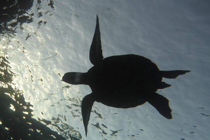 Underwater Scooter Dive (Certified Divers Only) Makena Wailea - What the roughly three-hour outing feels like