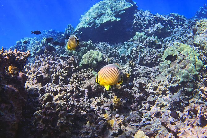 Unlimited Guided Snorkeling Tour for Beginners Plus - Reef life, turtles, and the value of a guide