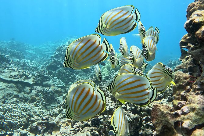Unlimited Guided Snorkeling Tour for Beginners Plus - Timing, meeting point, and what to plan around