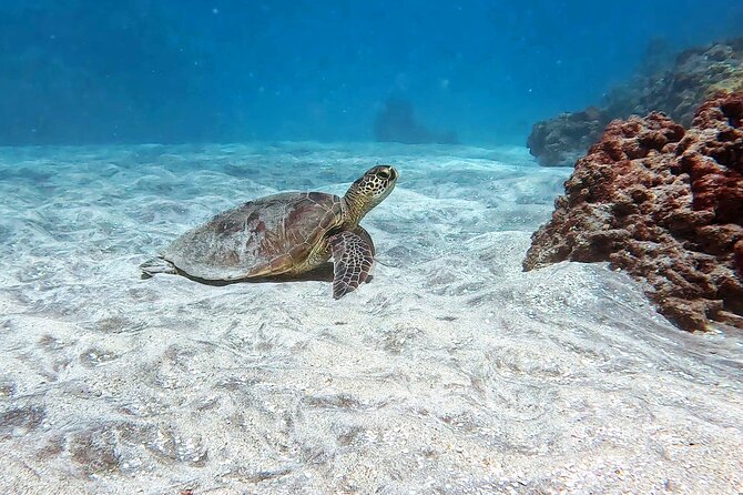 Unlimited Guided Snorkeling Tour for Beginners Plus - Weather cancellations and practical flexibility