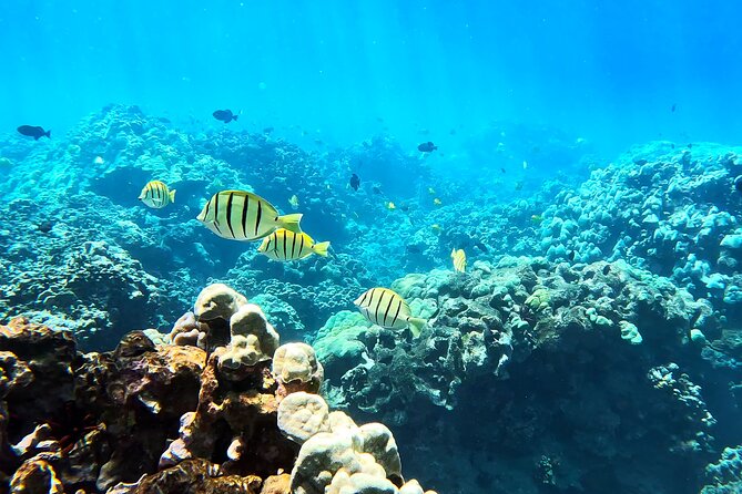 Unlimited Guided Snorkeling Tour for Beginners Plus - Who will get the most from this Olowalu outing