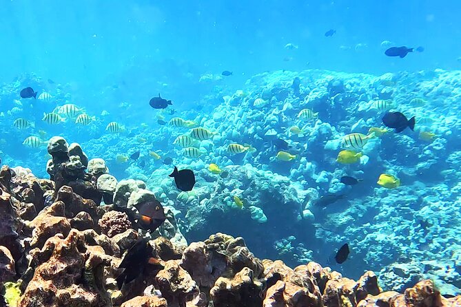 Unlimited Guided Snorkeling Tour for Beginners Plus - What happens at Olowalu Beach