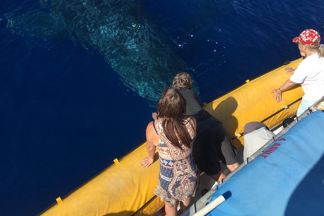 VIP (12 Guests ONLY) Ultimate Whale Watch - Why the 12-person raft changes whale watching