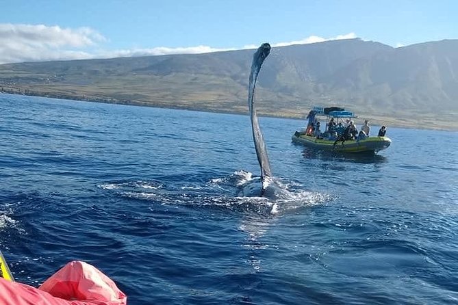 VIP (12 Guests ONLY) Ultimate Whale Watch - Leaving Lahaina Harbor for the Maui whale grounds