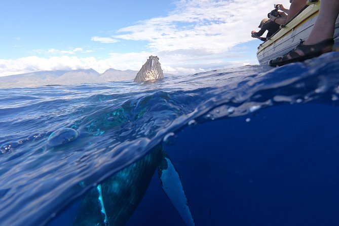 VIP (12 Guests ONLY) Ultimate Whale Watch - What the two-hour schedule feels like