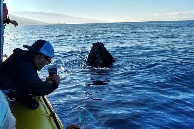 VIP (12 Guests ONLY) Ultimate Whale Watch - Is $125 a fair price for this Maui whale watch?