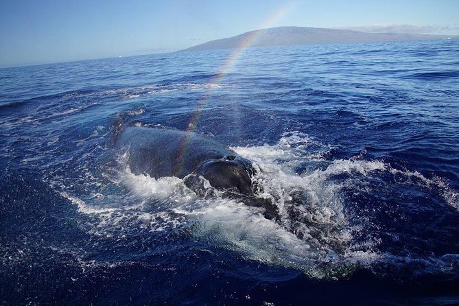 VIP (12 Guests ONLY) Ultimate Whale Watch - Who should choose the raft, and who should skip it